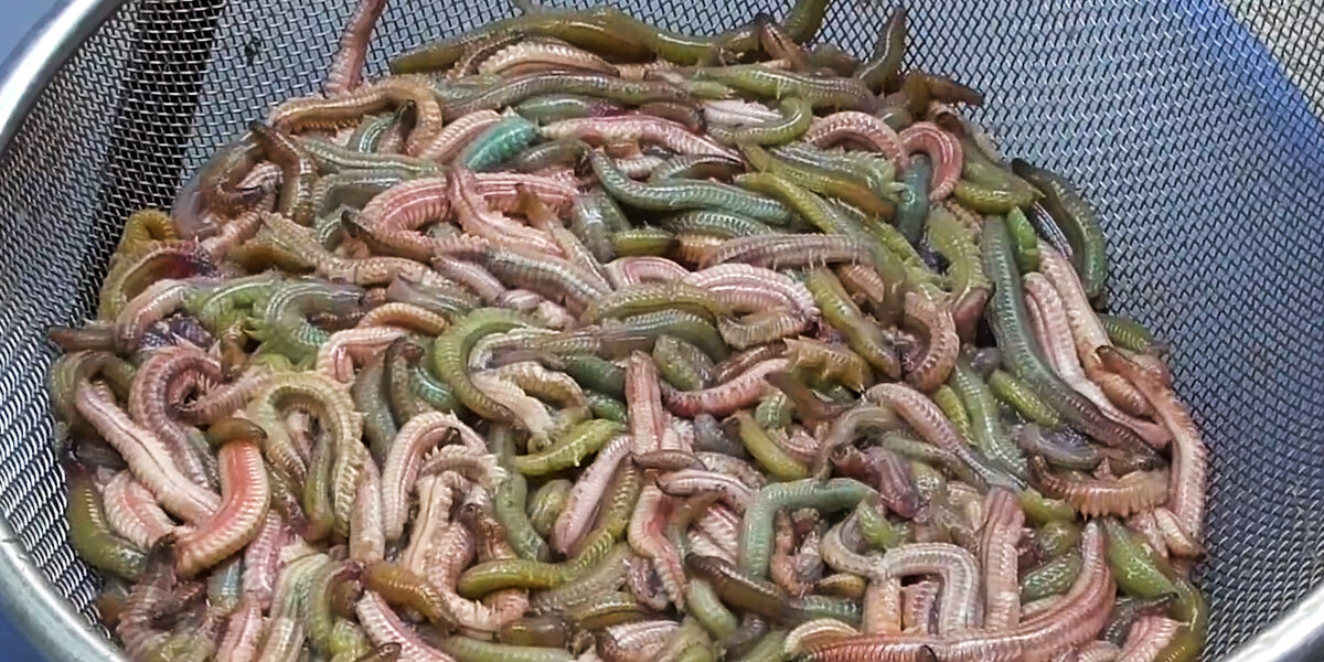 Sand worm omelet: A challenging delicacy in Hanoi