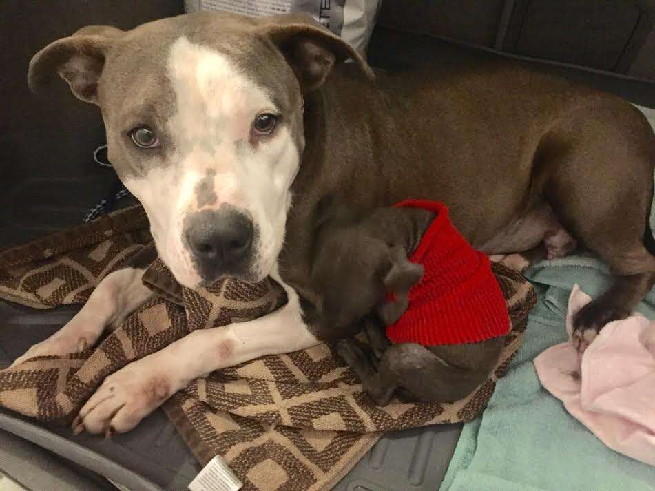 pitbull adopts orphan puppy