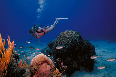a scuba diver in the us virgin islands