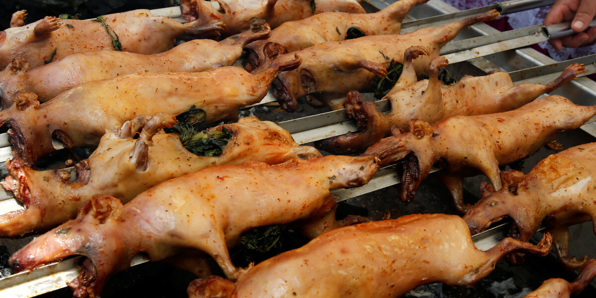 Where are guinea pigs eaten best sale