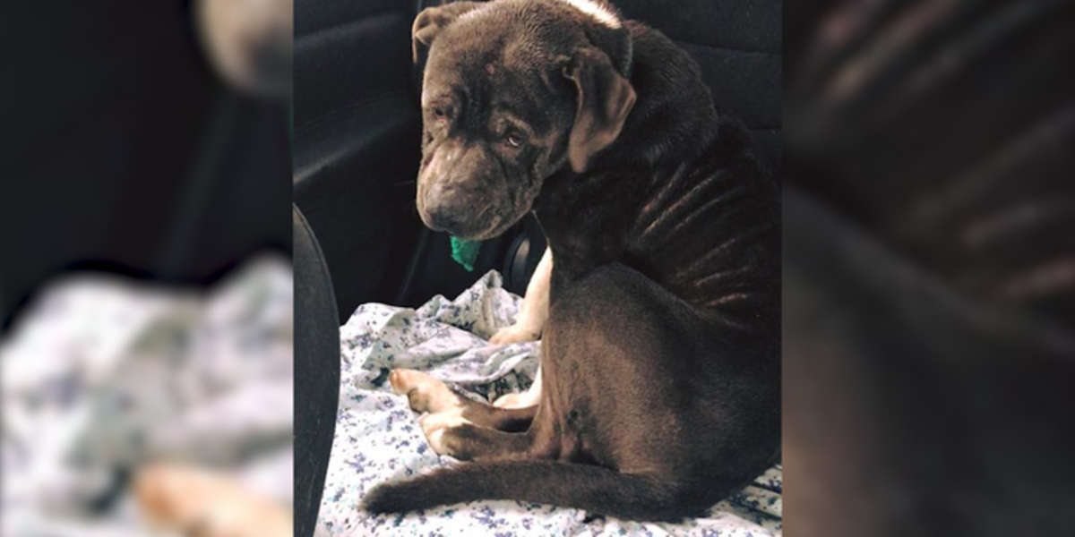 Sad Stray Dog Runs To Woman Who Pulled Over To Rescue Him - The Dodo