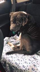 Sad looking dog in the back of a car