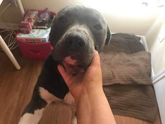 Dog getting chin rubs inside of house