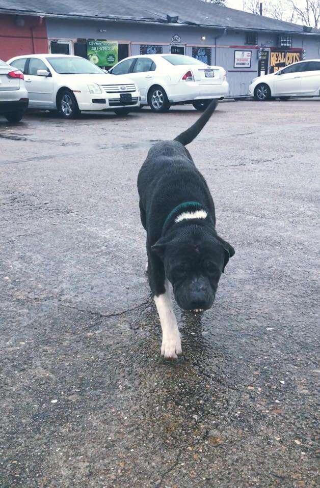 Stray dog trotting through parking lot