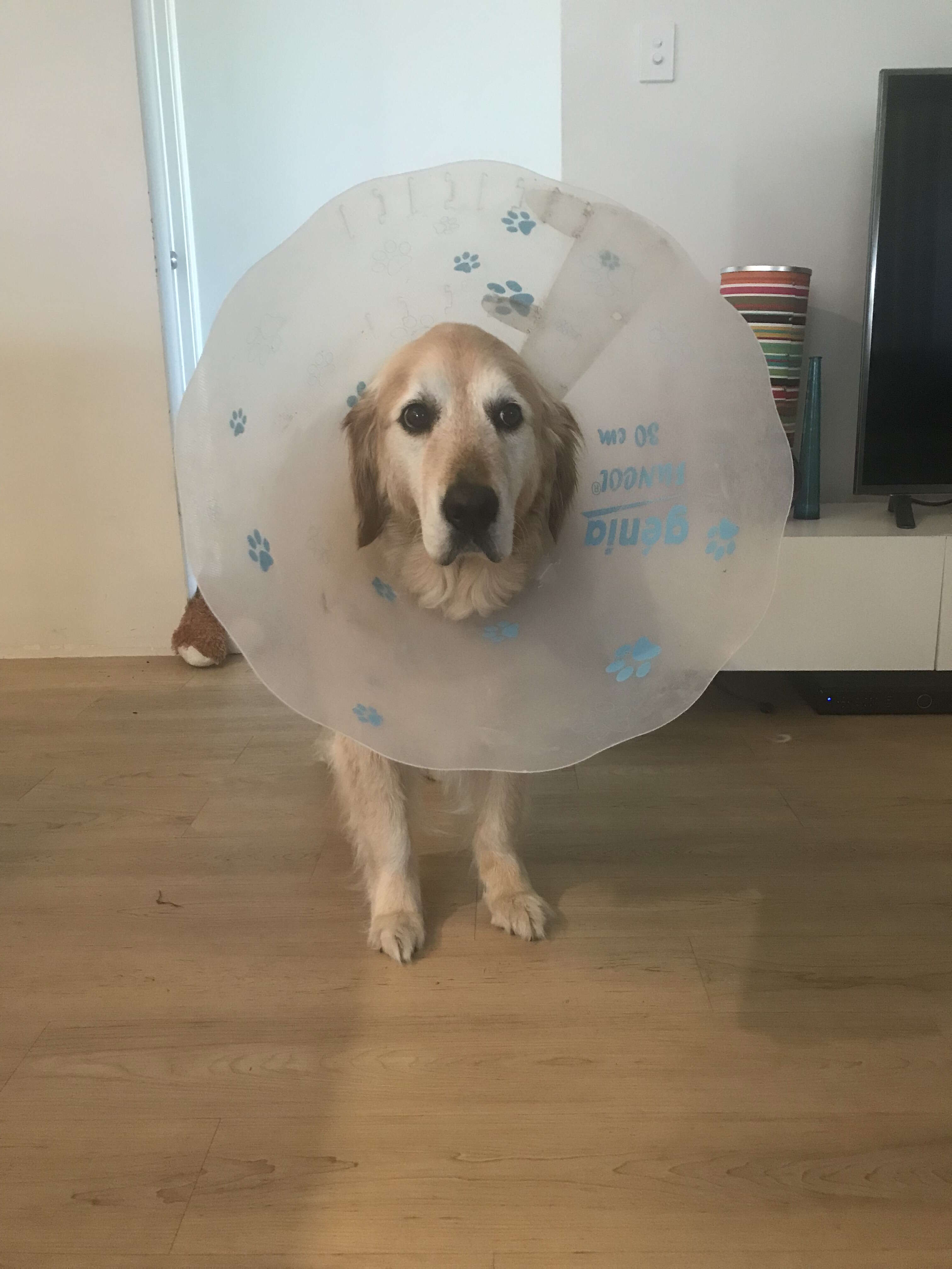 dog wears cone of shame