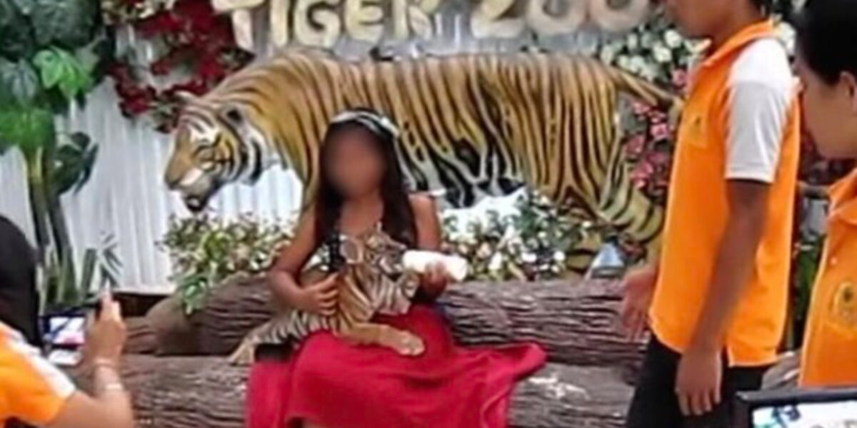 Photos of wild tiger cubs in Thailand rekindles hope for species
