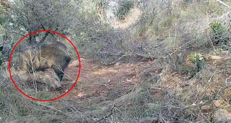 Wild javelina visiting dead body