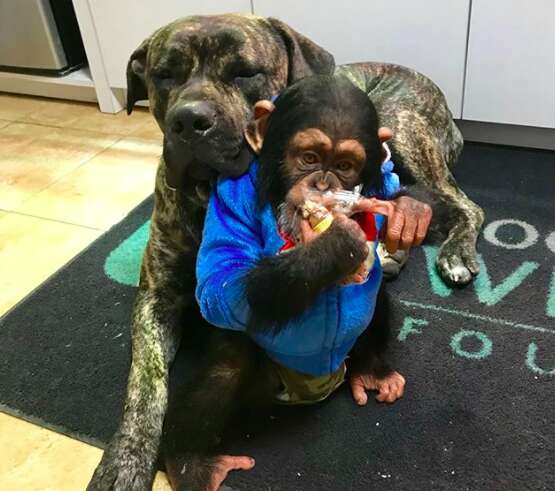 baby chimp with dog viral video