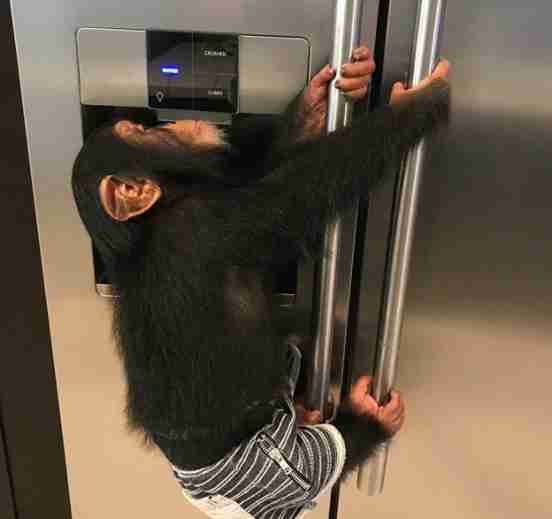 baby chimp florida zoo pet