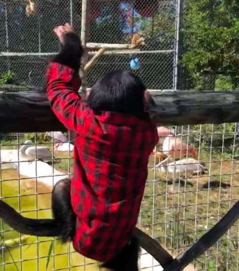 baby chimp zoo climb