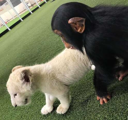 baby chimp zoo white tiger