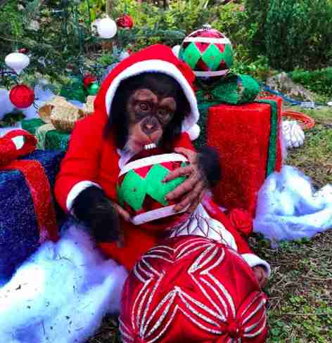 baby chimp christmas zoo