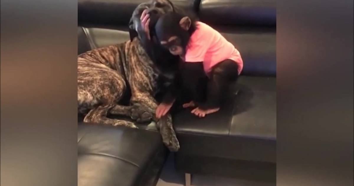 Video of Dog Giving His 'Best Friend' a Hug Goes Viral - ABC News