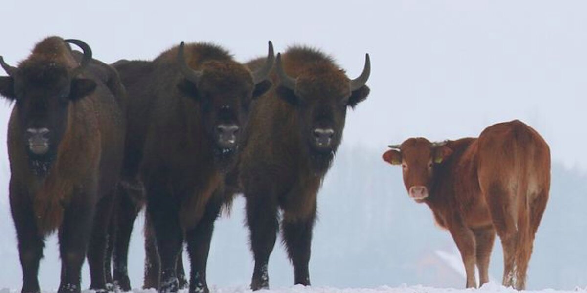 Cow Runs Away From Farm To Join Herd Of Wild Bison