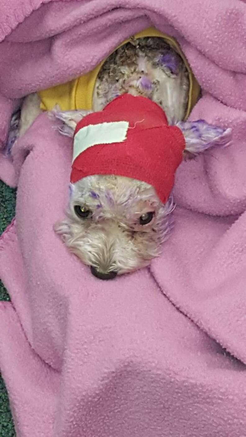 Maltese hair shop dye