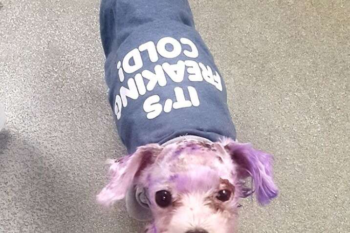 My dog best sale ate hair dye