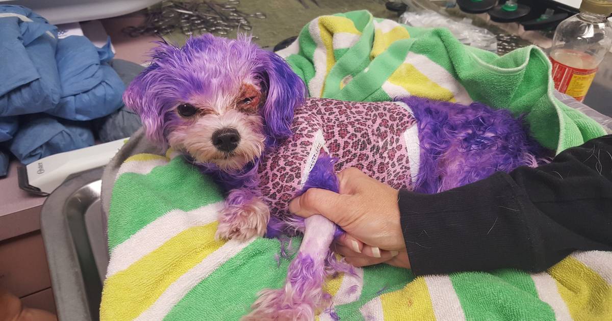 Maltese Nearly Dies From Burns Caused by Purple Hair Dye The Dodo