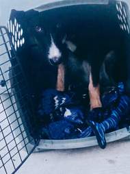 dog abandoned highway utah