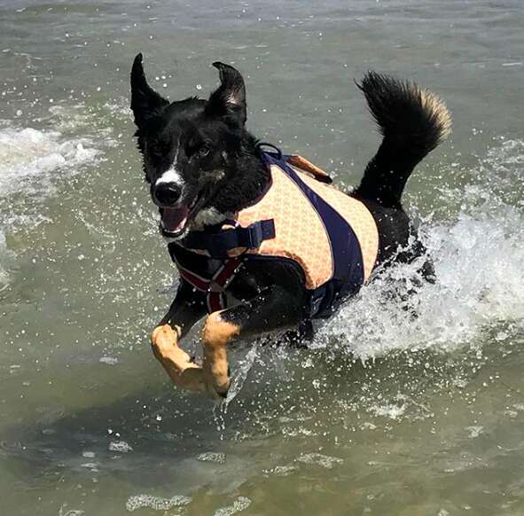 dog beach rescue california