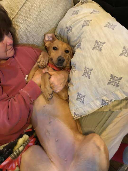 Dog lying back on woman on couch