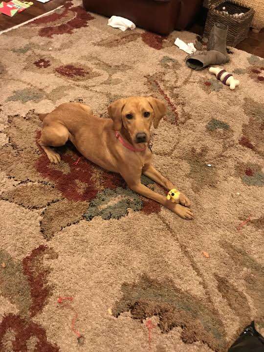 Dog playing with toys on the carpet