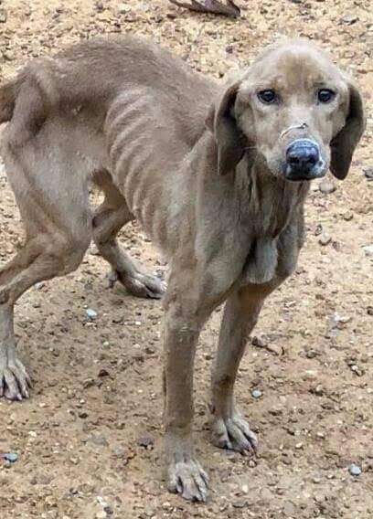 Emaciated dog on road