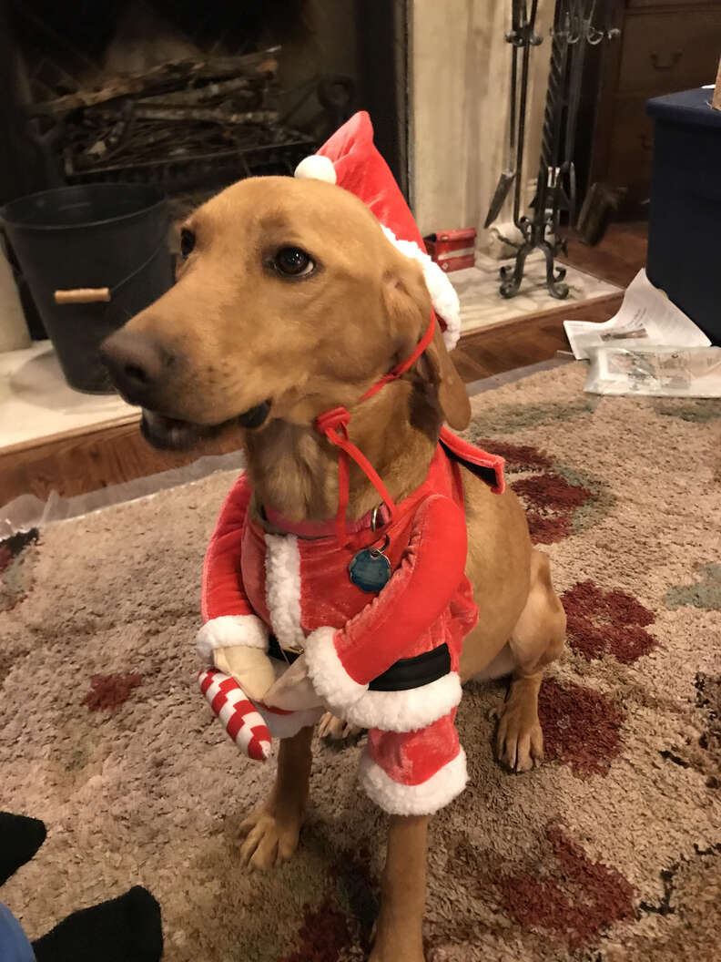 Dog dressed up in Christmas outfit