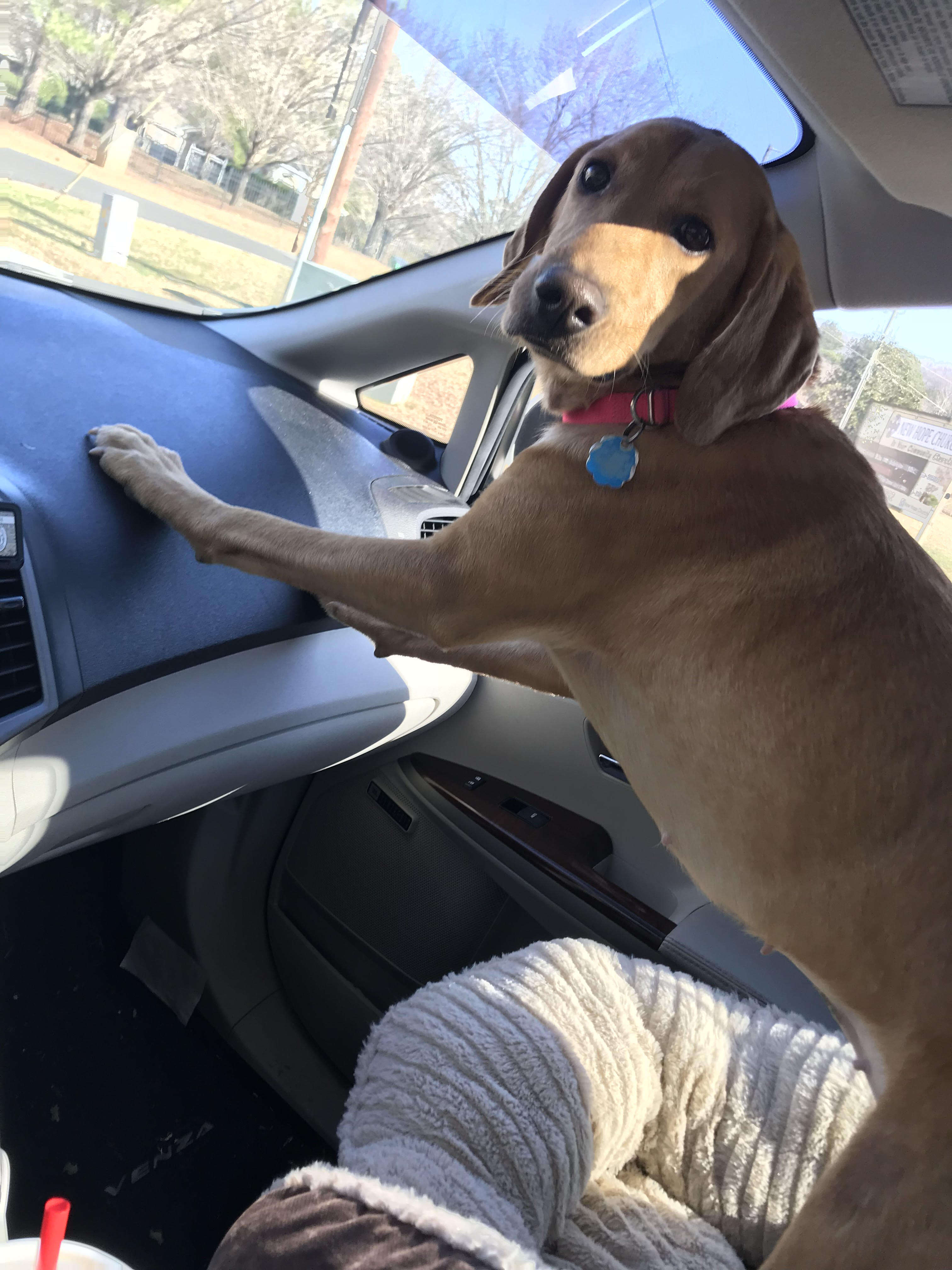 Dog leaning on dash board in car