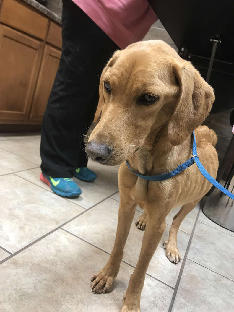 Emaciated, sad-looking dog on leash