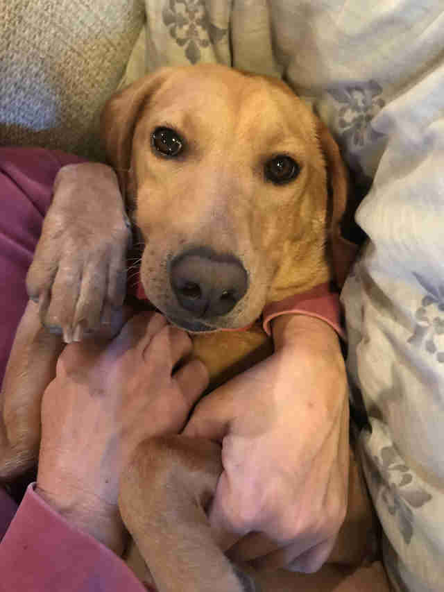 People Saved Starving Dog Found Alone On Road In Alabama