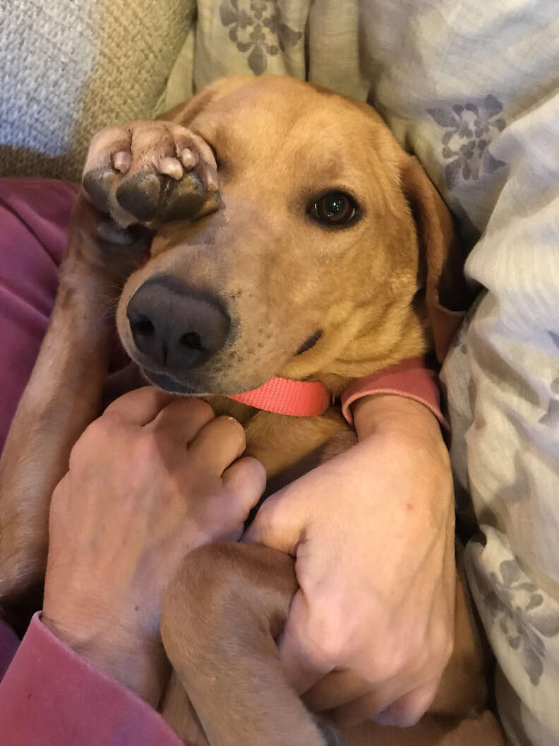 Dog lying on back while cuddling