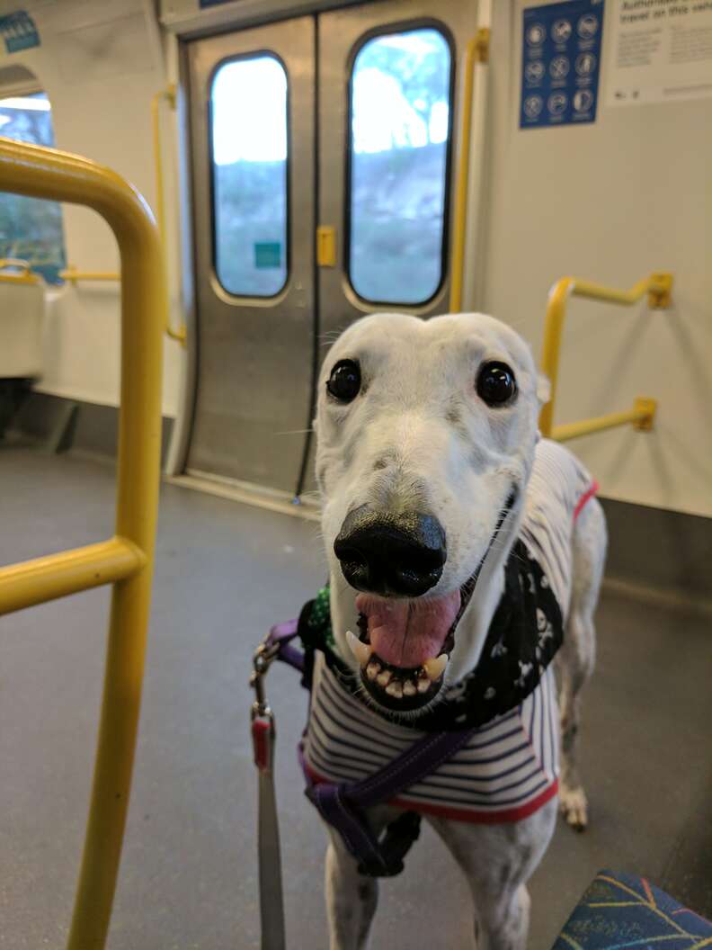 Salty the greyhound rides the train