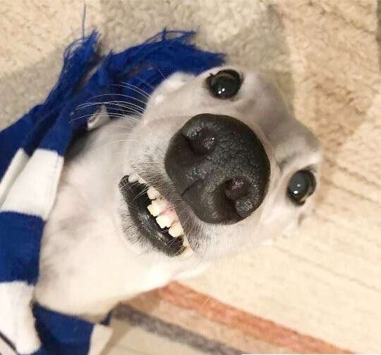 Salty the greyhound displays front teeth