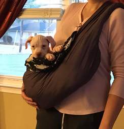 baby sling for dogs