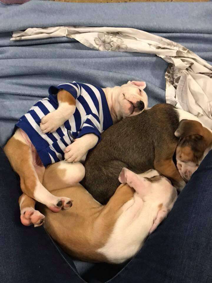 rhett puppy carried in sling