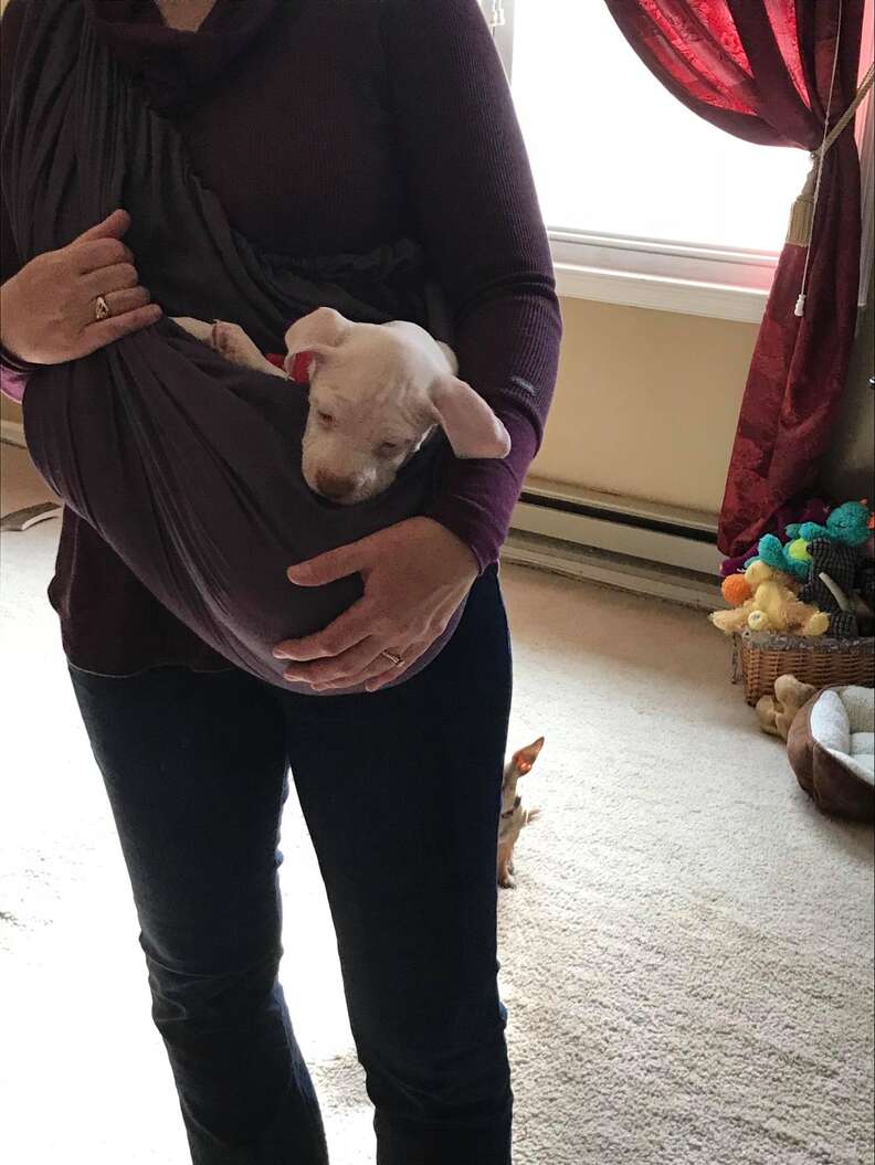 Puppy With Separation Anxiety Loves Being Carried In A Sling The Dodo