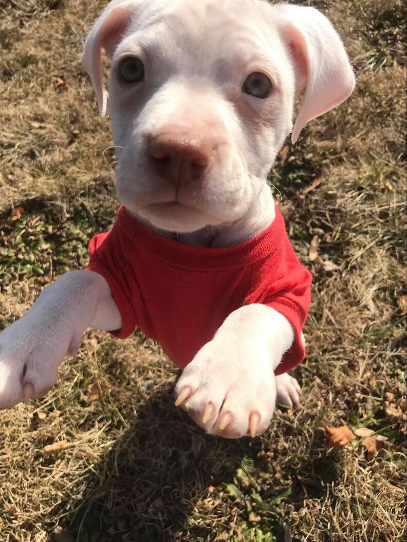 Puppy With Separation Anxiety Loves Being Carried In A Sling - The Dodo