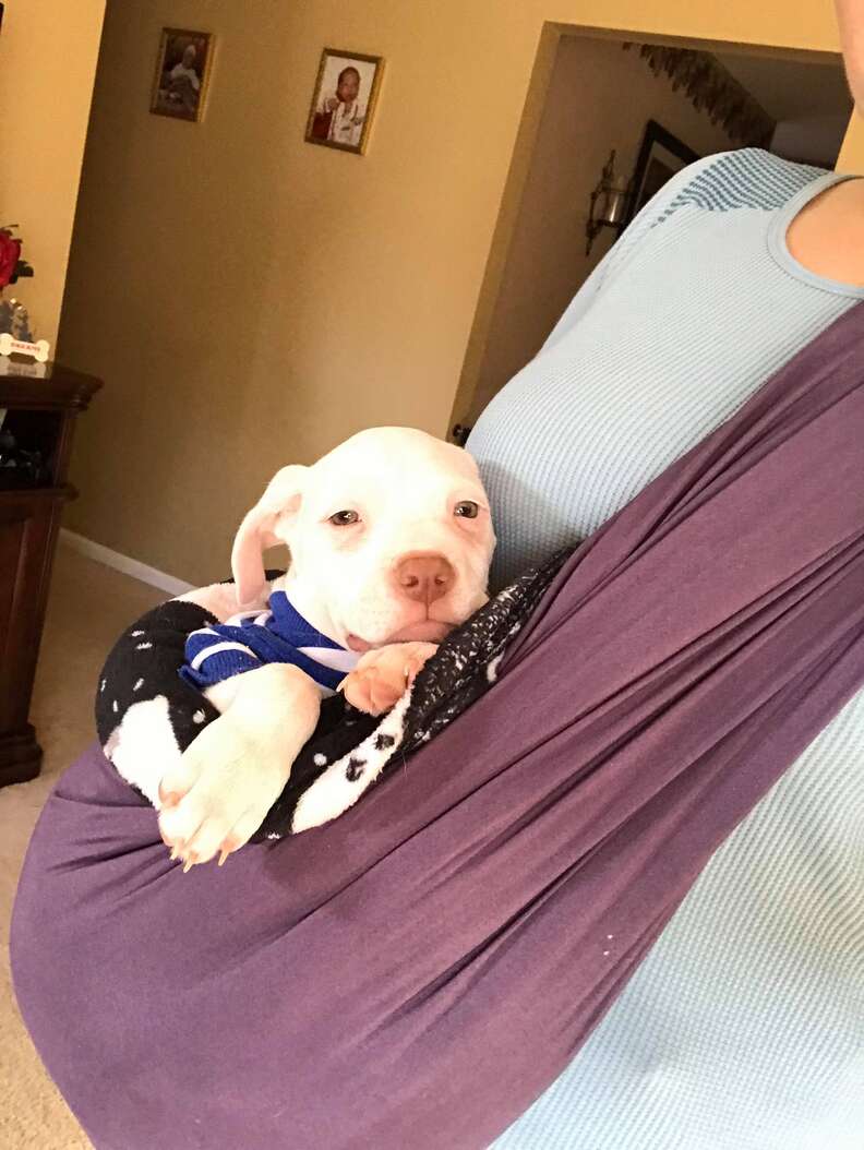 rhett puppy carried in sling
