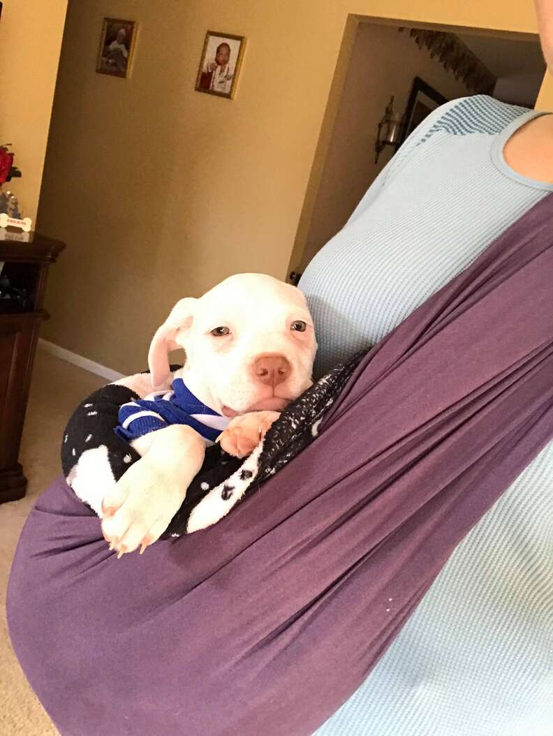 Puppy With Separation Anxiety Loves Being Carried In A Sling The Dodo