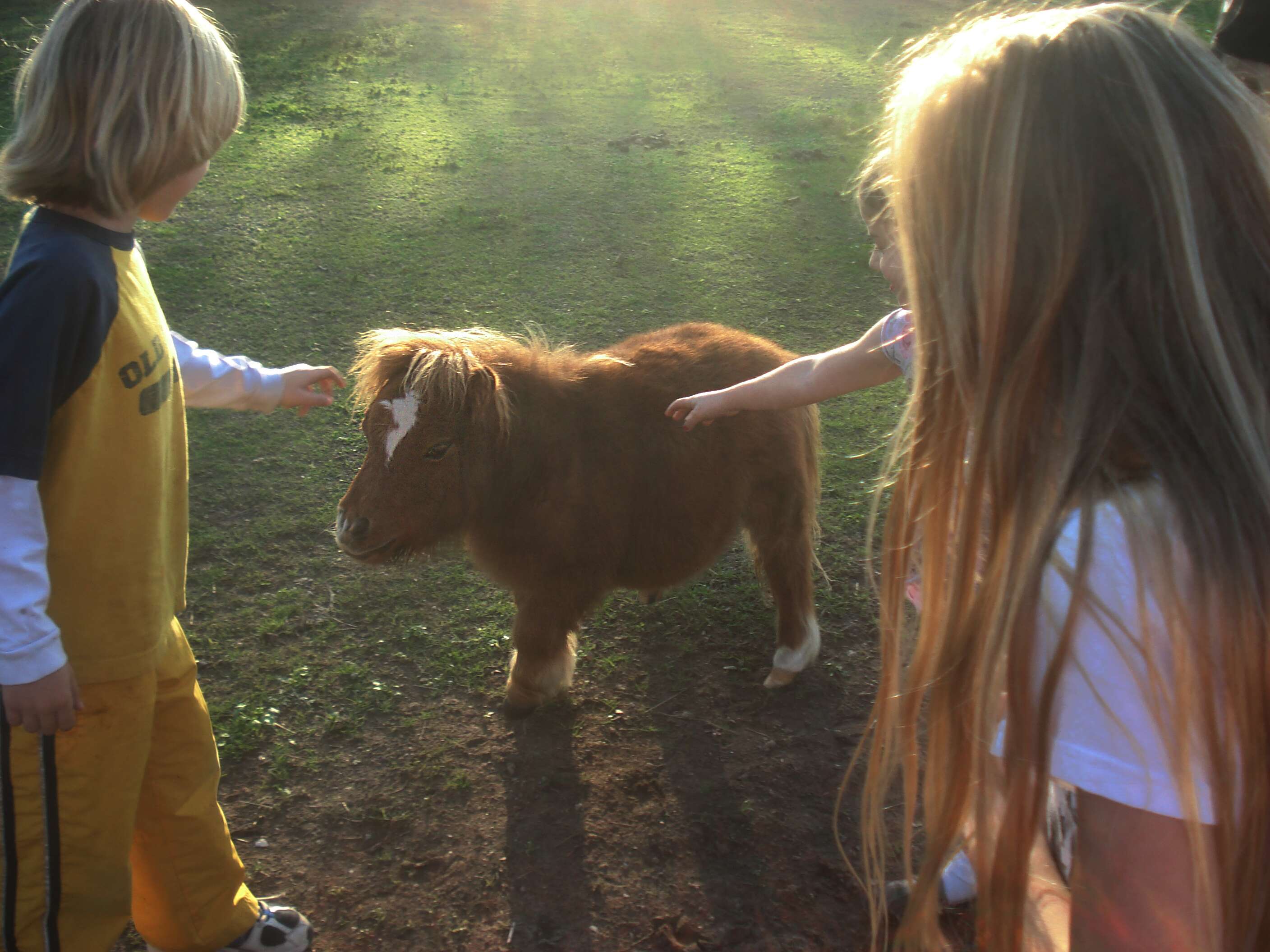 Children petting miniature horse
