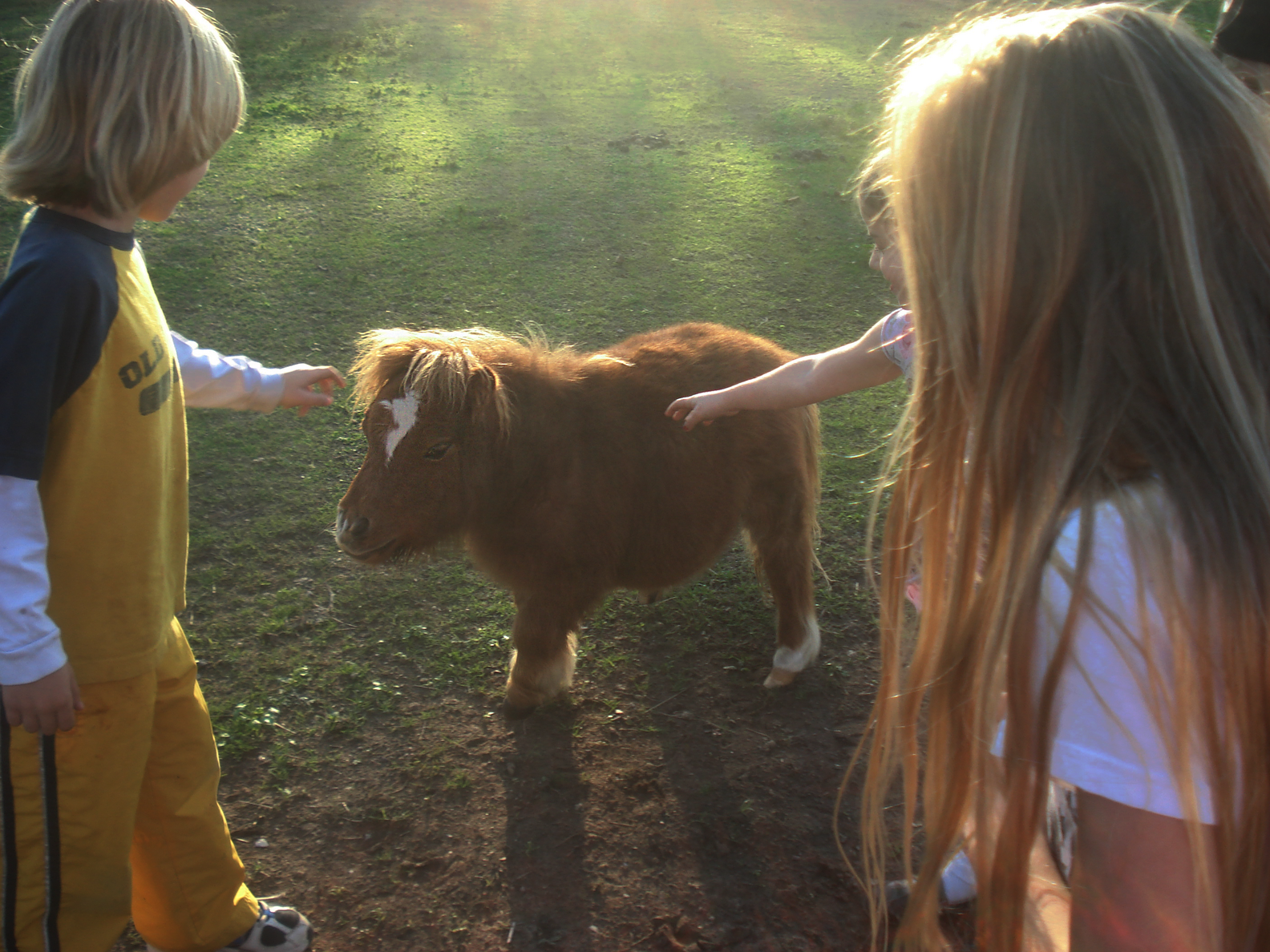 Miniature Horse With Dwarfism Doesn’t Care That He’s Different The Dodo