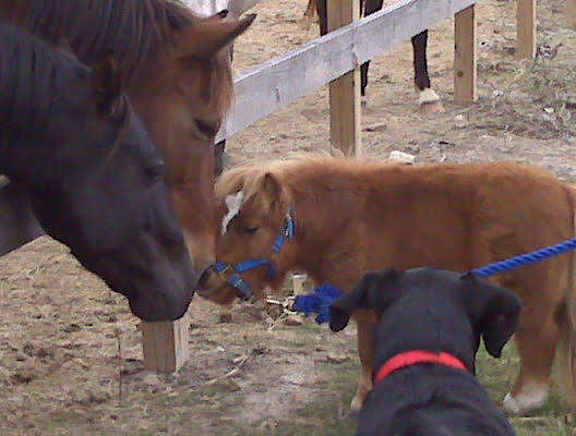Miniature horse saying hello to larger horses