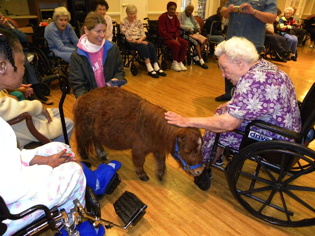 Woman in wheelchair petting miniature horse