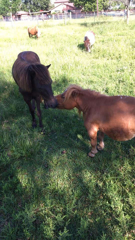 Miniature horse touching noses with another horse