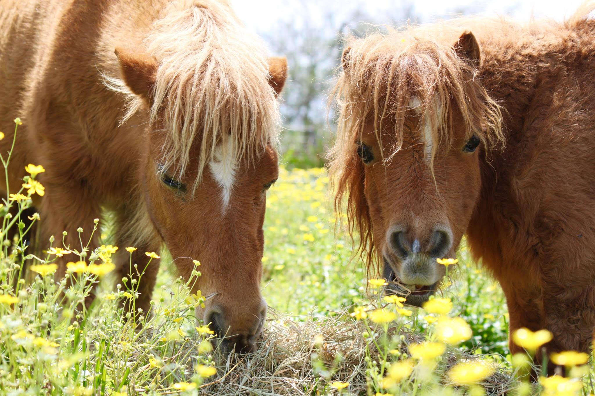 Two miniature horses eating grass and flowers