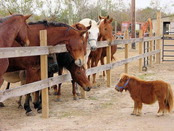 Mini horse with dwarfism staring at larger horses through a fence