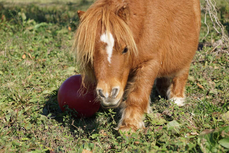 Mini horse playing with ball