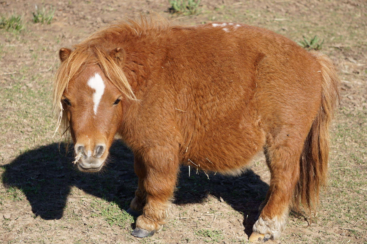 Closeup photo of mini horse