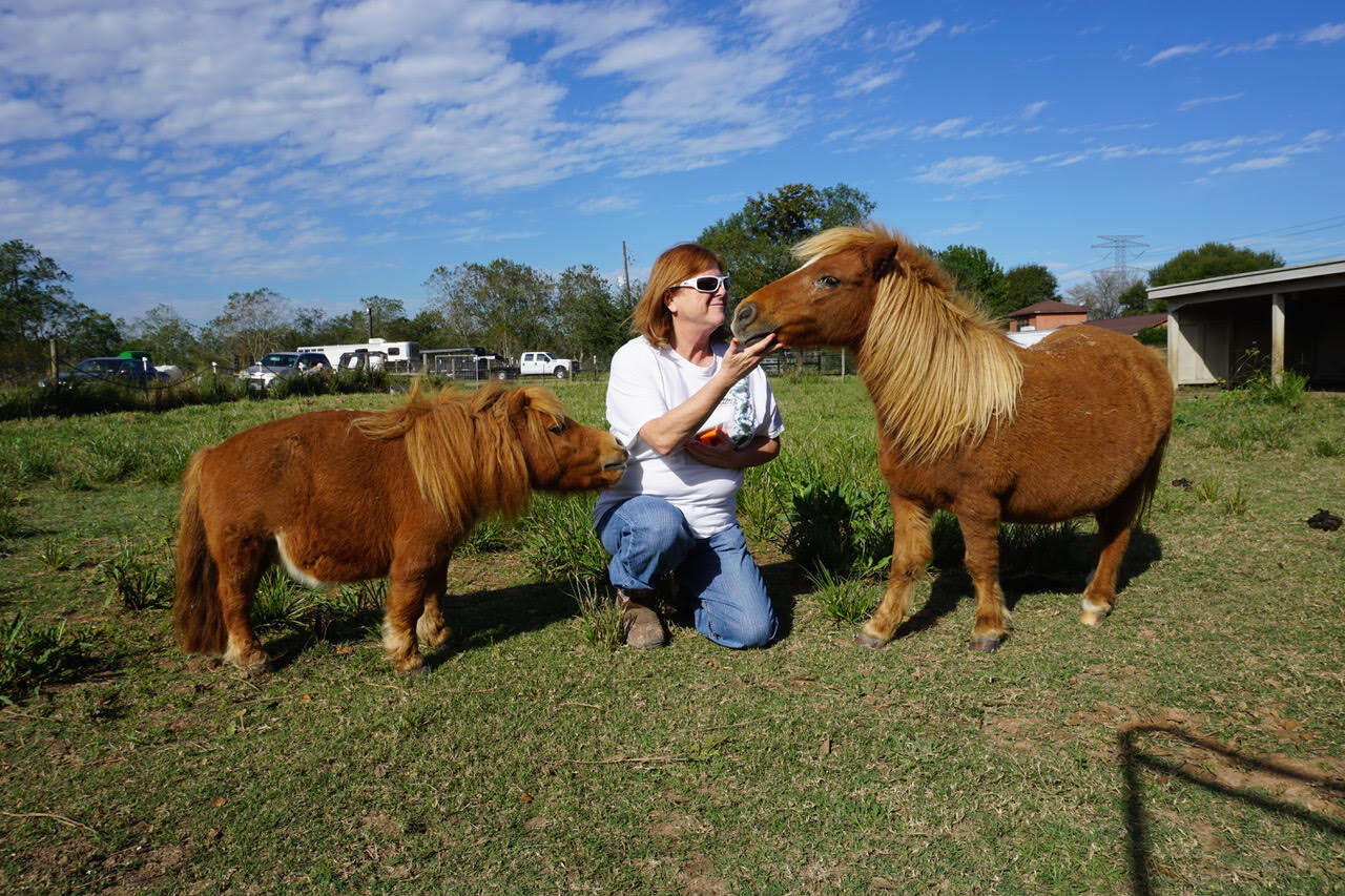 Woman feeding two mini-horses in pasture