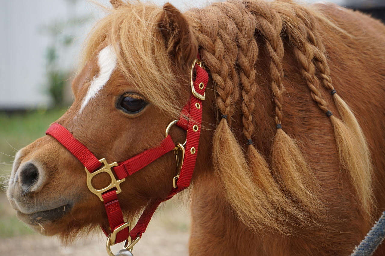 Miniature horse with hair braided